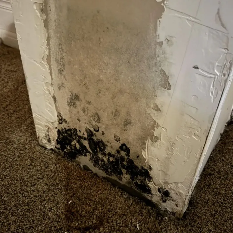 Professional Mold Removal in Platte City, MO